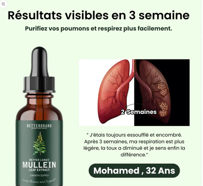 Molène : purifiez vos poumons et respirez facilement